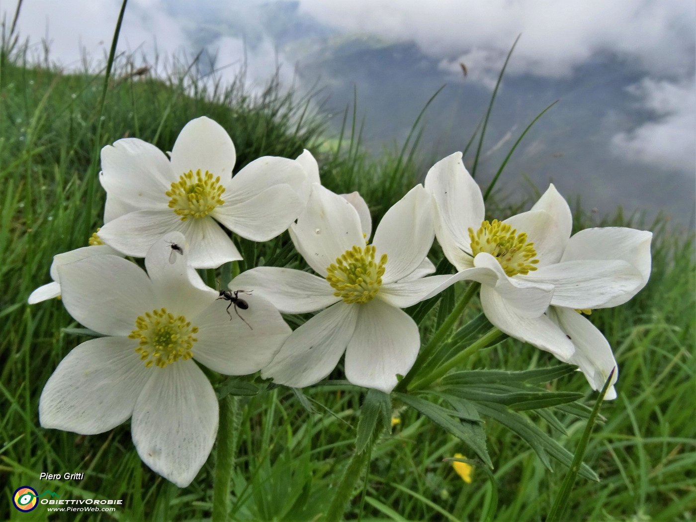 64 Anemonastrum narcissiflorum (Anemone narcissino) con ospite.JPG